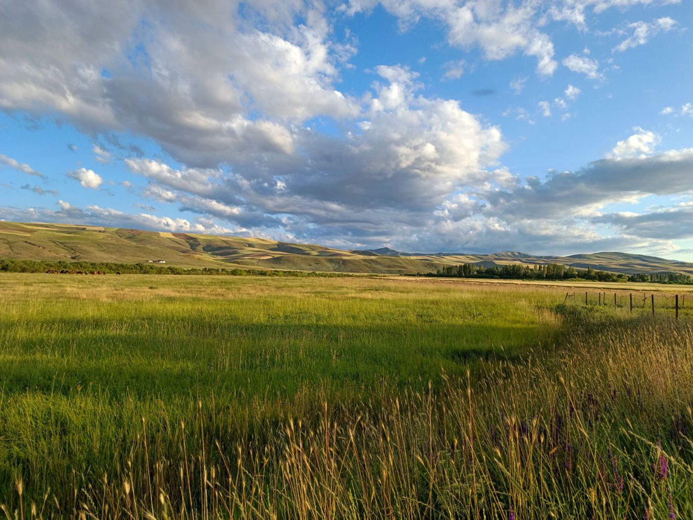 Grassland and rolling hills beneath a cloudy blue sky