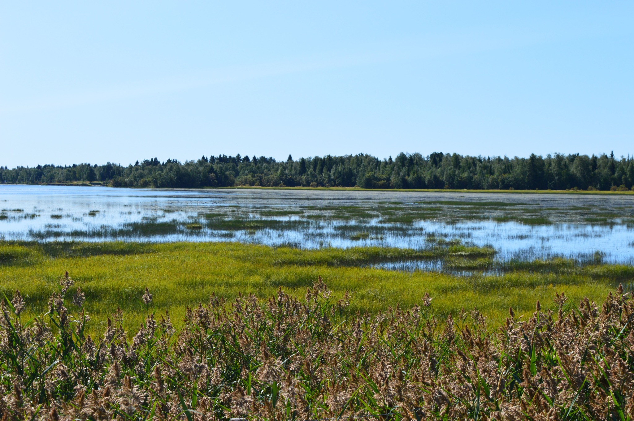 Wetland with reeds and a tree-lined shore.